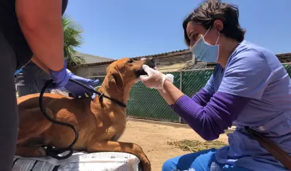Valoraci�n de perros y gatos de albergue clausurado