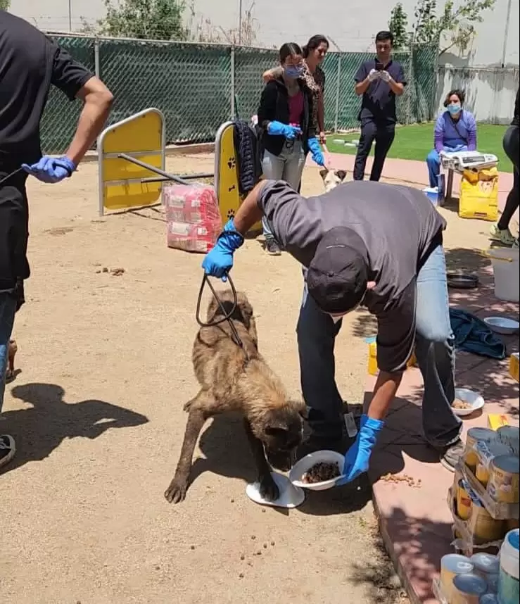 Valoraci�n de perros y gatos de albergue clausurado