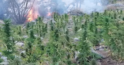 Plantíos de marihuana