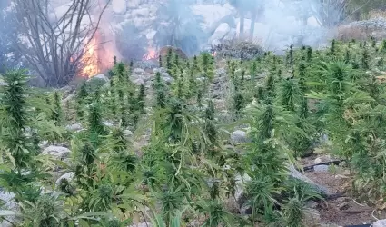 Plantos de marihuana