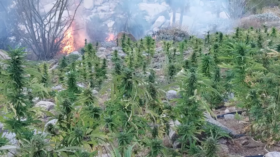 Plantos de marihuana