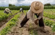 Convocan a megacolecta en Tijuana para apoyar a familias agr�colas de San Quint�n