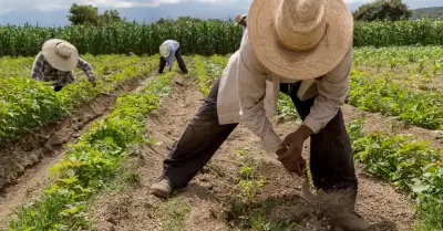 Ley Agricultura Urbana Sustentable