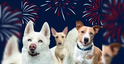 Mascotas y fuegos artificiales