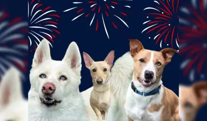 Mascotas y fuegos artificiales