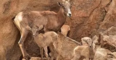 Se reproducen especies del Centro Ecol�gico de Sonora