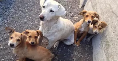 mascotas