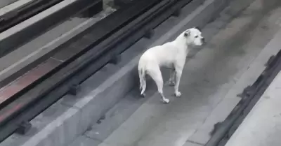 Perrito en la línea 9 del Metro