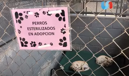Perros por adoptar
