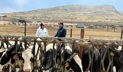 Avanza SADERBC en proyecto binacional de salud animal