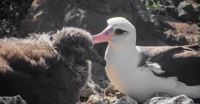 Anidaci�n de albatros patas negras