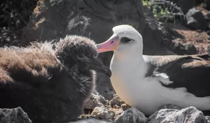 Anidaci�n de albatros patas negras