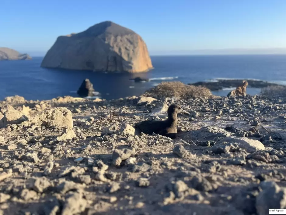 Anidaci�n de albatros patas negras