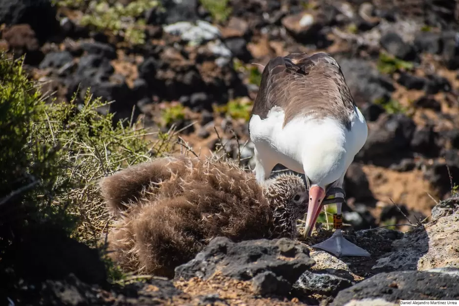 Anidaci�n de albatros patas negras