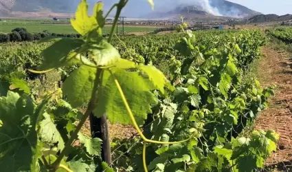 Prevencin y control de incendios forestales en la "Ruta del Vino"