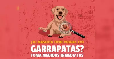 Medidas preventivas contra la rickettsiosis