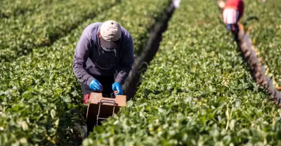 Trabajadores agrcolas indocumentados