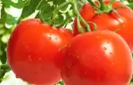 Encabezan cultivo de chile y tomate las siembras del Primavera-Verano 2024 en la Zona Costa de BC