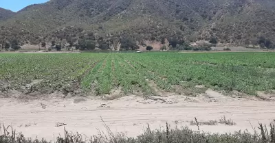 Georreferenciacin de cultivos en zona costa de Baja California