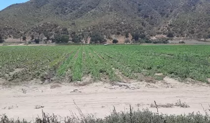 Georreferenciacin de cultivos en zona costa de Baja California