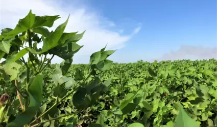 Desarrollo del cultivo algodonero