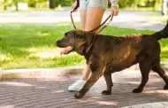 Artículos ideales para que tu perro disfrute del paseo
