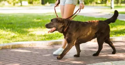 Estos artículos ayudarán a mejorar los paseos con tu perro.