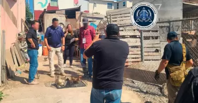 Rescate de animales