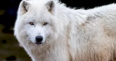 Lobo blanco