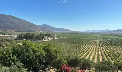 Valle de Guadalupe