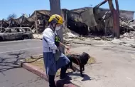 Perros rastreadores, herramienta clave en incendios en Hawi