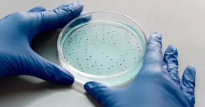Rara bacteria carnvora sobrevive en aguas saladas