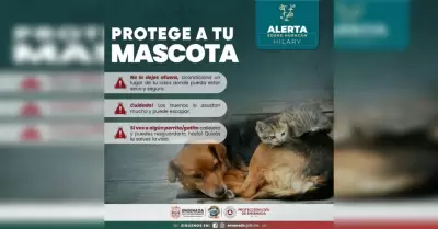 Cuidado de mascotas ante un desastre