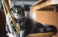 Qu es el catnip y cules son sus beneficios para los gatos?