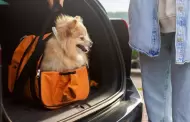 Transportadoras: La mejor manera de llevar a tu mascota de viaje