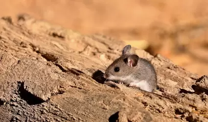 Rat�n ciervo
