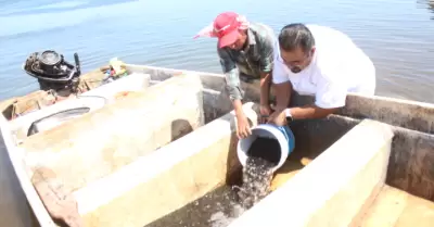 Repoblamiento de tilapia en la presa �lvaro Obreg�n