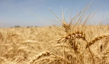 Invita a productores del Valle de Mexicali a solicitar apoyo del trigo