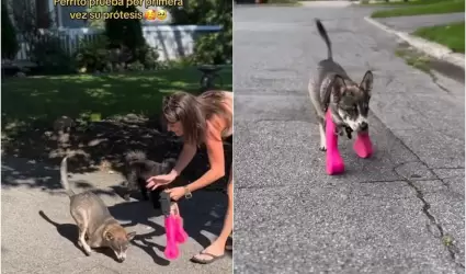 Perrito viral