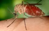 Mosquitos dan positivo al virus del Nilo Occidental en laguna Los Peñasquitos