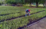 Personal de Simpatt produjo 27 mil plantas en verano como parte del programa Sembrando Vida