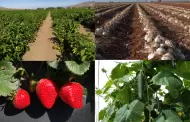 Avanzan las siembras y cosechas del PV 2023 en la Zona Costa de Baja California