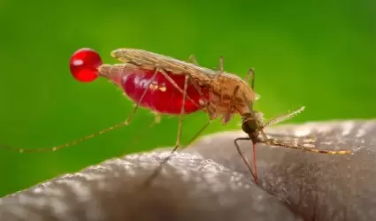 Paludismo (malaria)