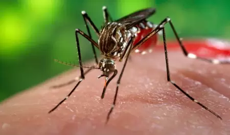 zika-mosquito