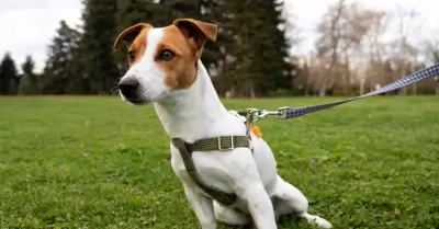 Arn�s para perro.