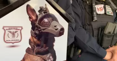 Promover� agente canino "Beto" prevenci�n entre ni�as y ni�os