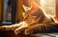 Hamacas para gatos: un espacio relajante para tu michi