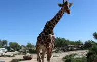 Jubilar�n a Pancho, la jirafa del Centro Ecol�gico