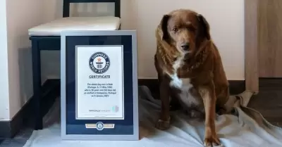 Muere Bobi, el perro más longevo del mundo.