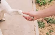 Limpia las patas de tu perro despu�s del paseo con estos limpiadores port�tiles